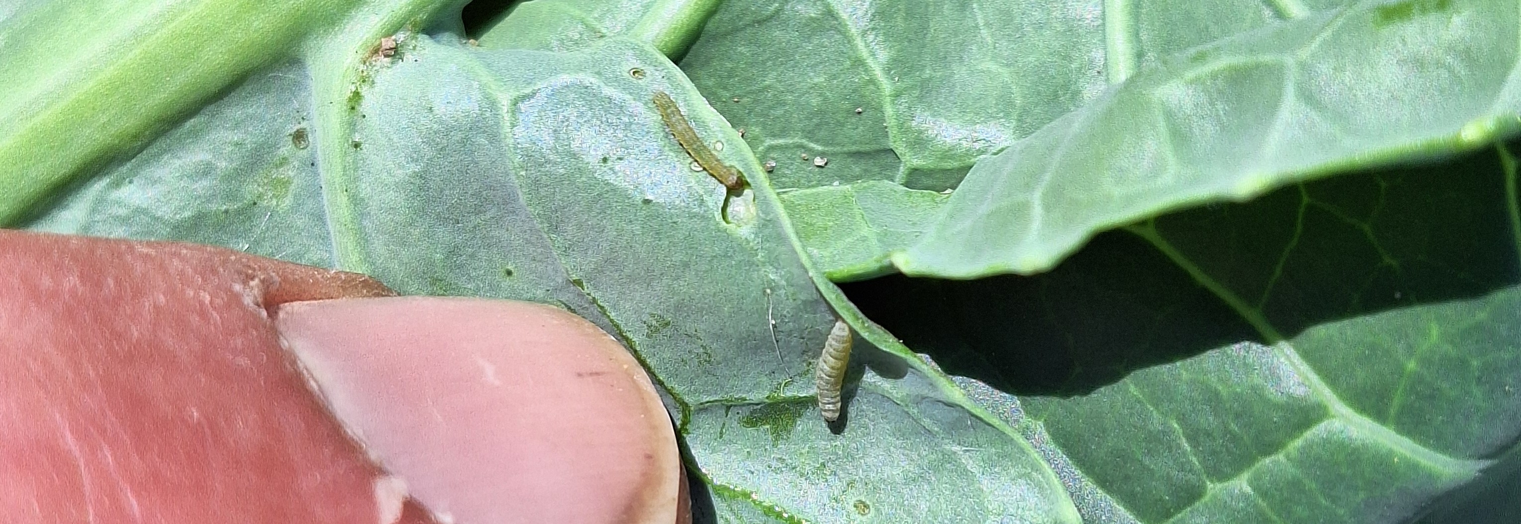 A thumb points to a diamondback moth that is resting on a brassica crop leaf.